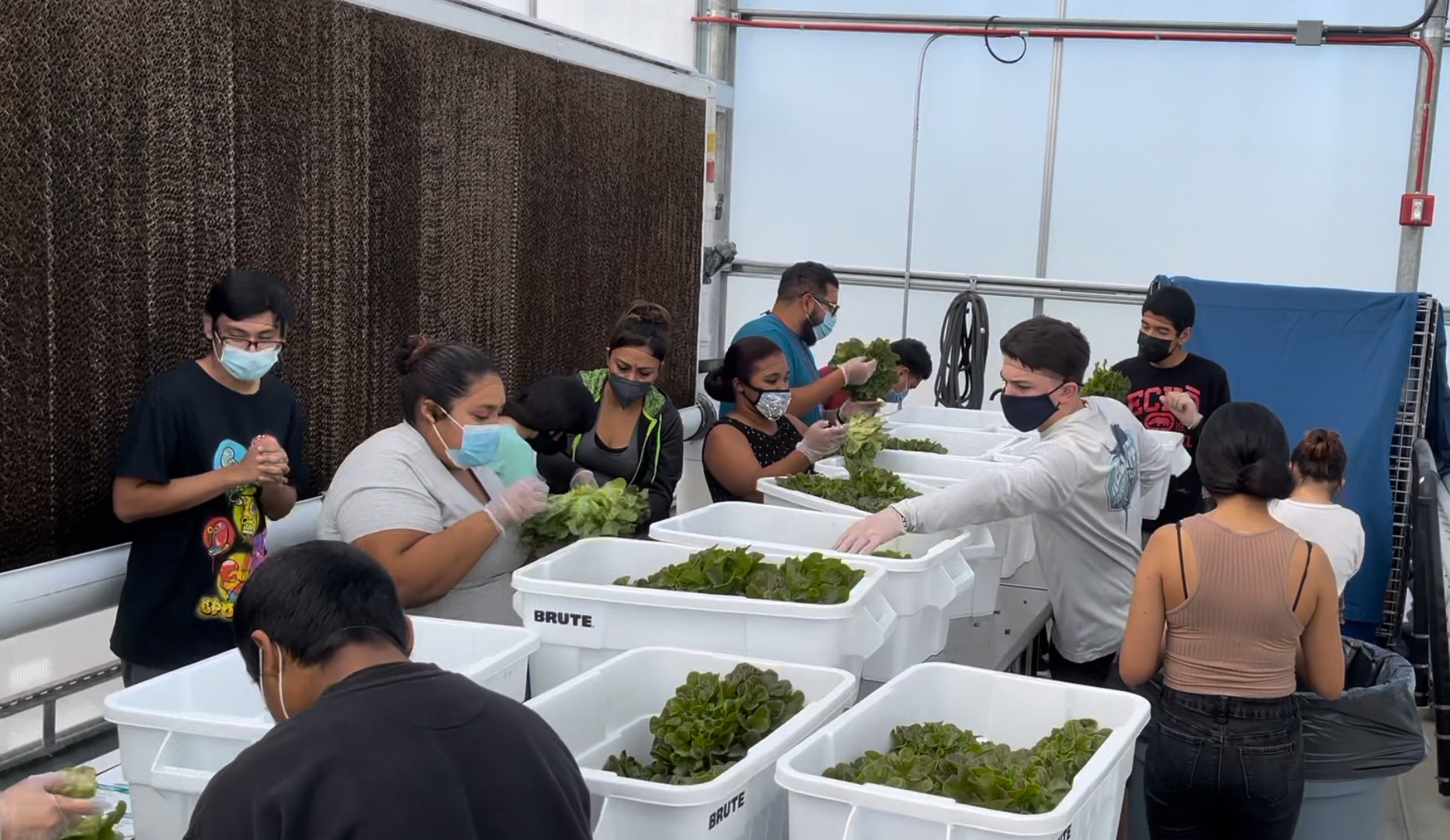 Greenhouse produce is served to students districtwide in the district’s nutrition services program.